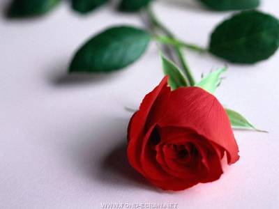  La rose